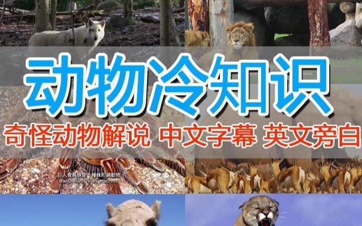 外面卖1699的国外纪录片解说（动物解说、美食、动画片）稳过中视频-整合资源网